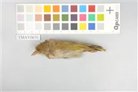 藏品(綠畫眉)的圖片